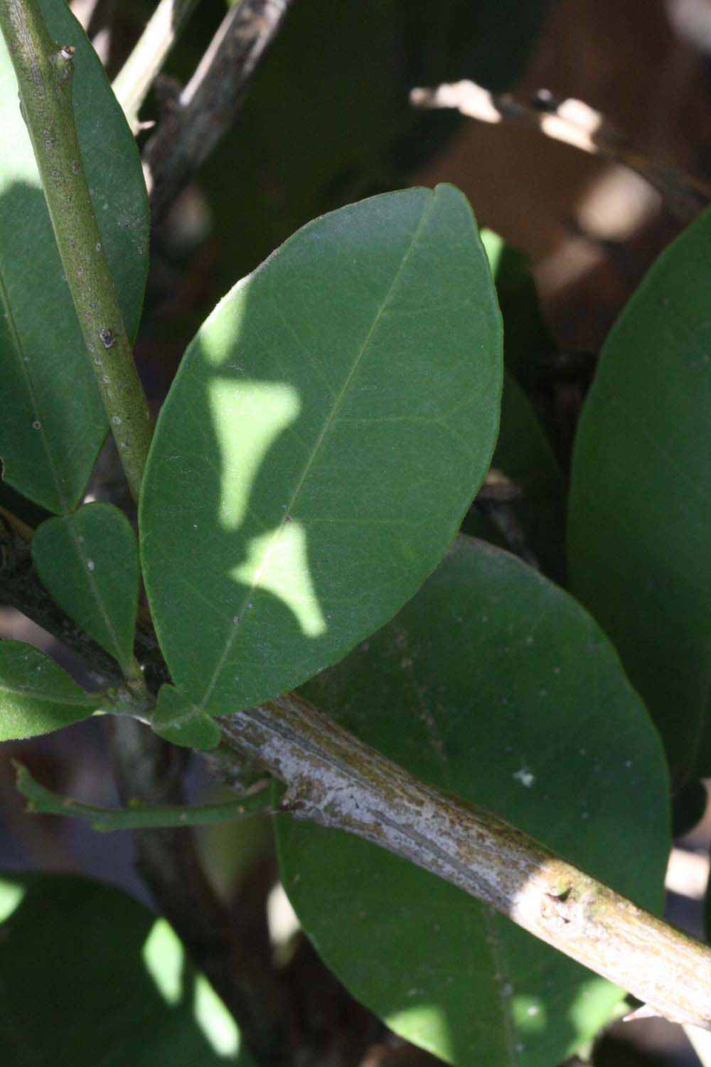              Unifoliolate leaf (Riverside, CA)       